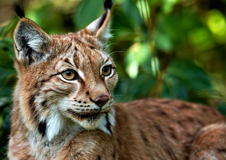 Zwierzę Roku 2026 – Twój głos ma znaczenie dla polskiej przyrody